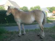 jument haflinger 