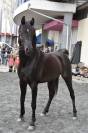 Etalon arabe noir 