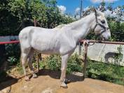 VENDO CABALLO CON DOMA