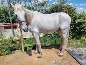 VENDO CABALLO CON DOMA