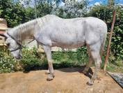 VENDO CABALLO CON DOMA