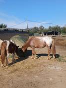 Double poney