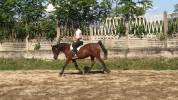 Cavalla araba 