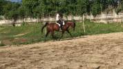 Cavalla araba 