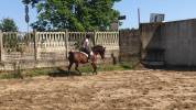 Cavalla araba 