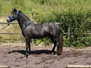 Nala Bright Star ponette connemara