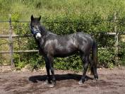 Nala Bright Star ponette connemara