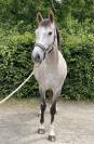 Jument 4ans par untouchable27 x Diamant de Semilly 
