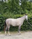 Jument 4ans par untouchable27 x Diamant de Semilly 