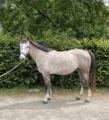 Jument 4ans par untouchable27 x Diamant de Semilly 