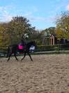 Poney D PFS