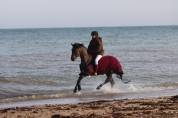 Poney D PFS