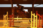 Poney D PFS