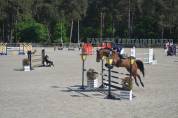 Hongre 11 ans, Selle-Français, CSO 120-125