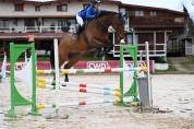 Hongre 11 ans, Selle-Français, CSO 120-125