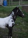 Pouliche appaloosa
