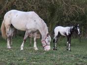 Pouliche appaloosa