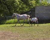 Pouliche appaloosa