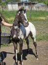 Pouliche appaloosa