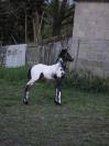 Pouliche appaloosa