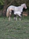 Pouliche appaloosa