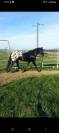 Pouliche appaloosa