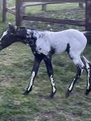 Pouliche appaloosa