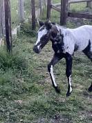 Pouliche appaloosa