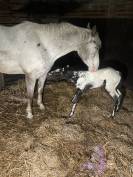 Pouliche appaloosa