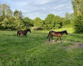 Pension chevaux