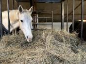 Pension chevaux