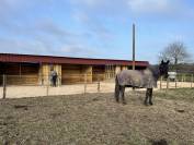Ecurie loisir, Pension chevaux