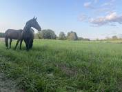 Ecurie loisir, Pension chevaux