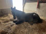 Ecurie loisir, Pension chevaux