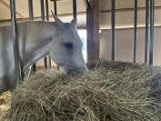 Ecurie loisir, Pension chevaux