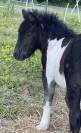 Pouliche shetland pleins papiers 