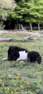 Pouliche shetland pleins papiers 