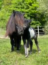 Pouliche shetland pleins papiers 