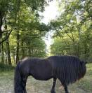 Ponette shetland pleins papiers 