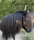 Ponette shetland pleins papiers 