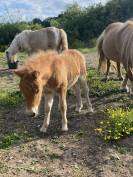 Broodmare Shetland Pony For sale 2016 Chesnut