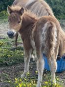 Broodmare Shetland Pony For sale 2016 Chesnut