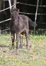 Poulain shetland pleins papiers 