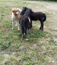 Poulain shetland pleins papiers 