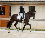 Jument KWPN (6 ans)