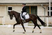 Jument KWPN (6 ans)