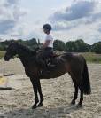 Belle et gentille Jument top origine pour jumpingmping 