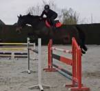Belle et gentille Jument top origine pour jumpingmping 