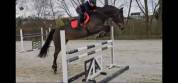 Belle et gentille Jument top origine pour jumpingmping 