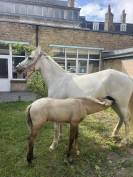 Poulain PFS